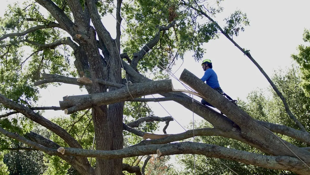 Professional Crown Thinning performed by certified arborists in Depue